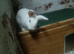 2 female available one brown andonewhite