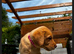 KC Red fox Labrador puppies
