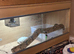 Peruvian boa