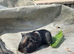 6 lovely baby boars