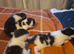 Kittens