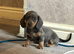 READY NOW MINIATURE DACHSHUND PUPPIES