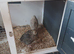 Courtnix quails 6 females 1 male