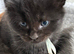Pure Maine Coons Kittens