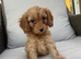 Cavapoo girl ready 24th July