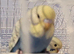 Baby budgies for sale