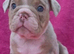 English bulldog puppy