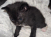 Gorgeous mixed kittens looking for their new home