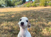 Gorgeous whippet puppies ready to go to their forever homes