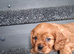 Cavalier King Charles spaniel puppies