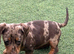 most gorgeous, beautiful dachshunds