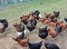 360 Black Rocks & Blacktails POL hens
