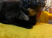 Maincoon X reduced price last one left black female