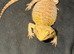 (Unknown male/female)
