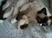 Active kittens of Champion Status dad