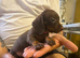 Miniature dachshund