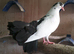 English garden fantail pigeons