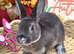 Mini Rex Kits for RESERVE