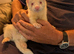 Ferret for sale