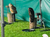 Friendly male Indian eagle owl