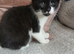 Boy kitten . Black /white.