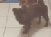 Beautiful peekapom x staffy