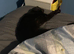 Female black cat 4 years old