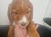 Here are 3 gorgeous little puppies