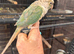 two baby conure for sale