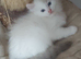 RAGDOLLS BICOLOUR BOY BLUE EYES READY NOW