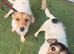 Jack russell pups