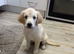 One female Goldador puppy