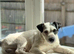 Beautiful Terrier Mix Puppies – Family Bred & Raised