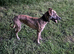 Scooby