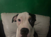 American Bully puppies - urgent rehoming