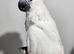 Handreared silly tame baby umbrella cockatoo weaned !