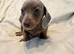 Kc miniature smooth haired  dachshunds