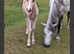 New Forest foals