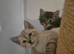 Scottish fold cross ragdolls