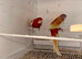 Proven breeding pairs iff rosellas