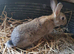 Netherland dwarf cross mini rex rabbits