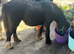 Beautiful Black  mini cob filly rising  2yrs