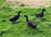 4 Drakes for sale (3 x Cayuga , 1 x Magpie)