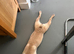 Female French bulldog