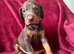 Non RKC reg Dobermans