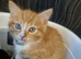 Kittens for sale