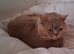Lilac Cream British Shorthair adult