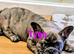 frenchie for rehoming