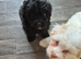 Maltapoo 3 left!