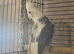 Cockatiel